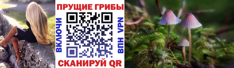 Галлюциногенные грибы Psilocybine cubensis  купить  цена  Кола 